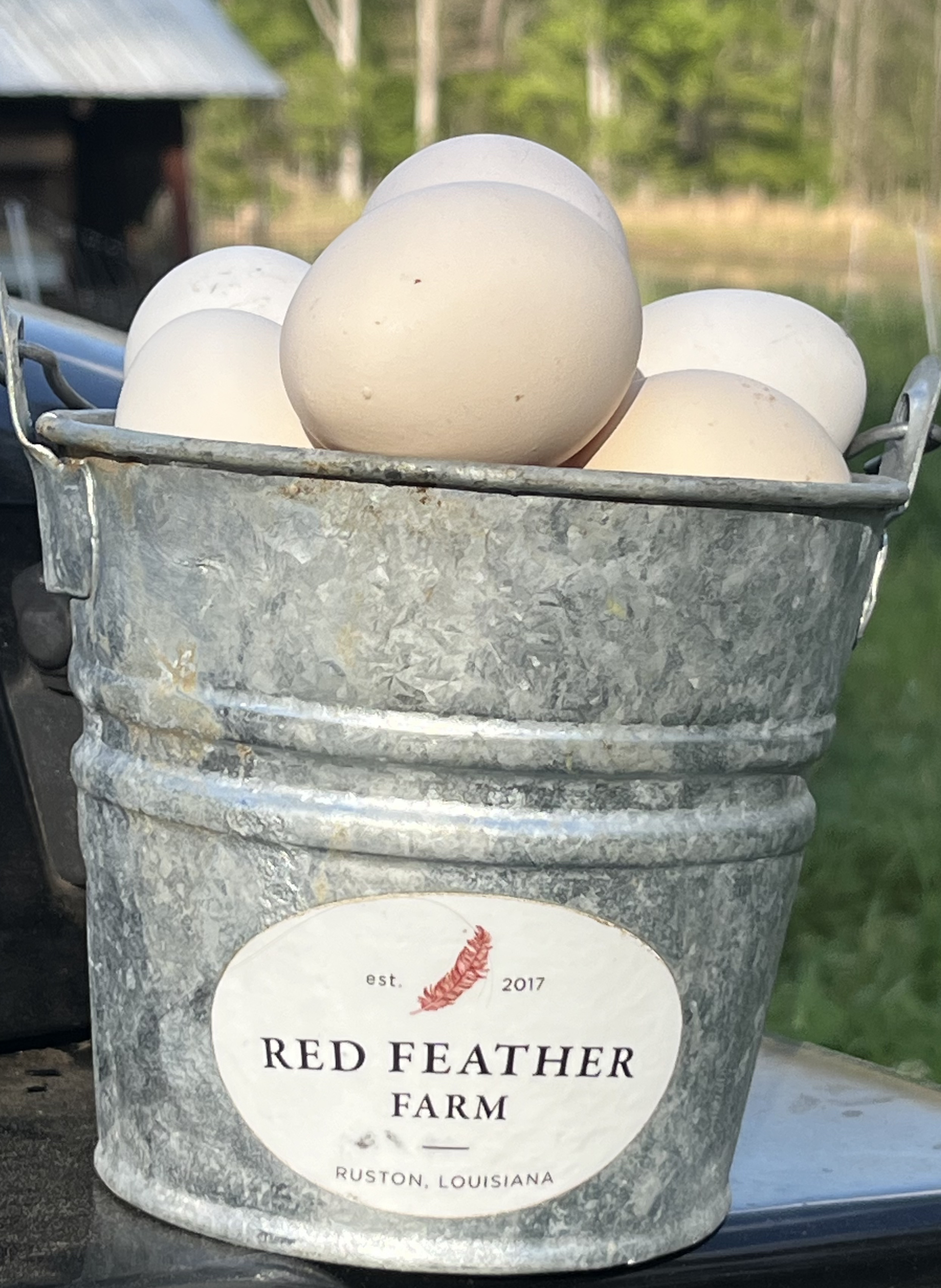 Fresh eggs collected from the farm