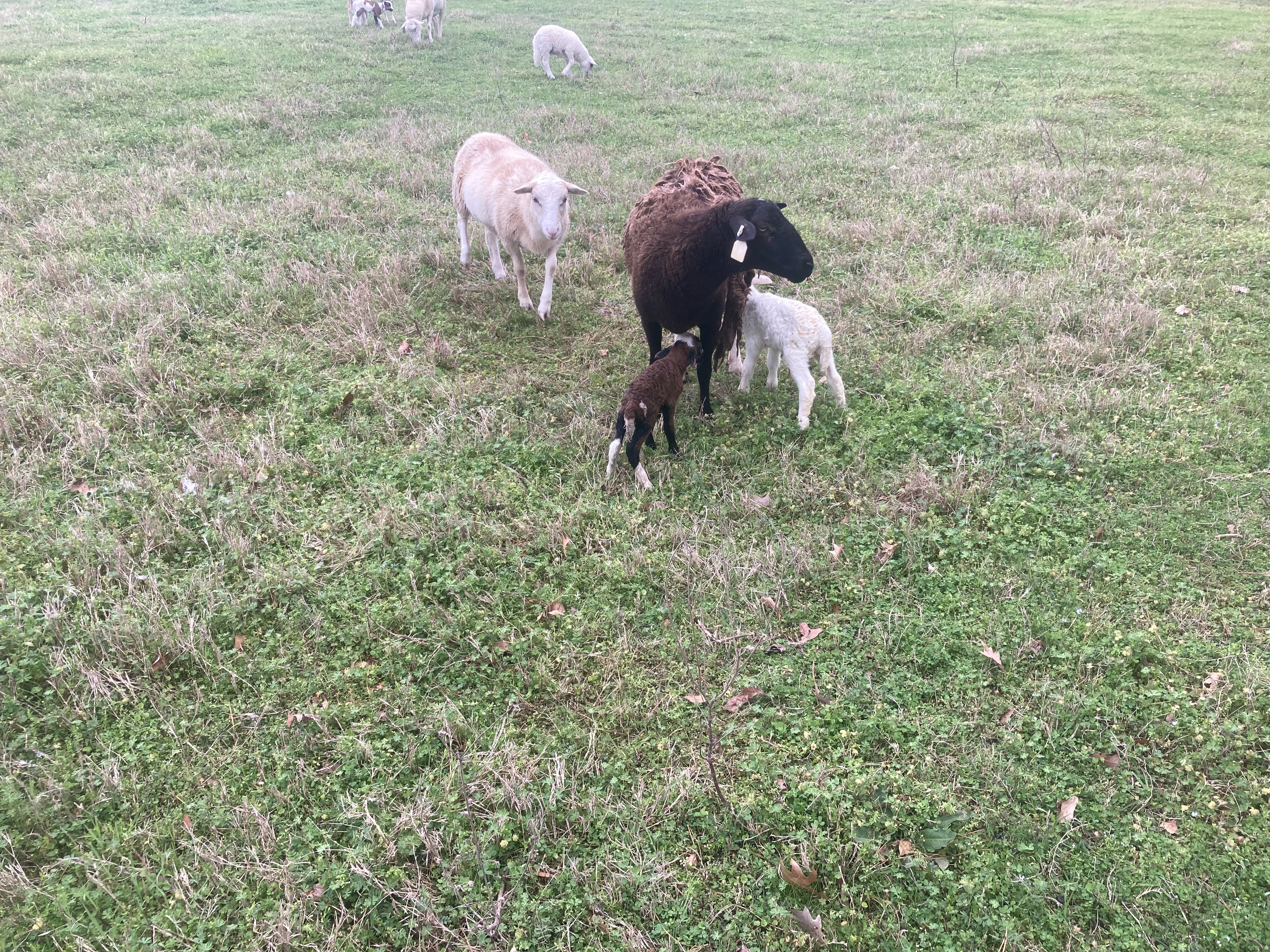 Sheep and goats grazing