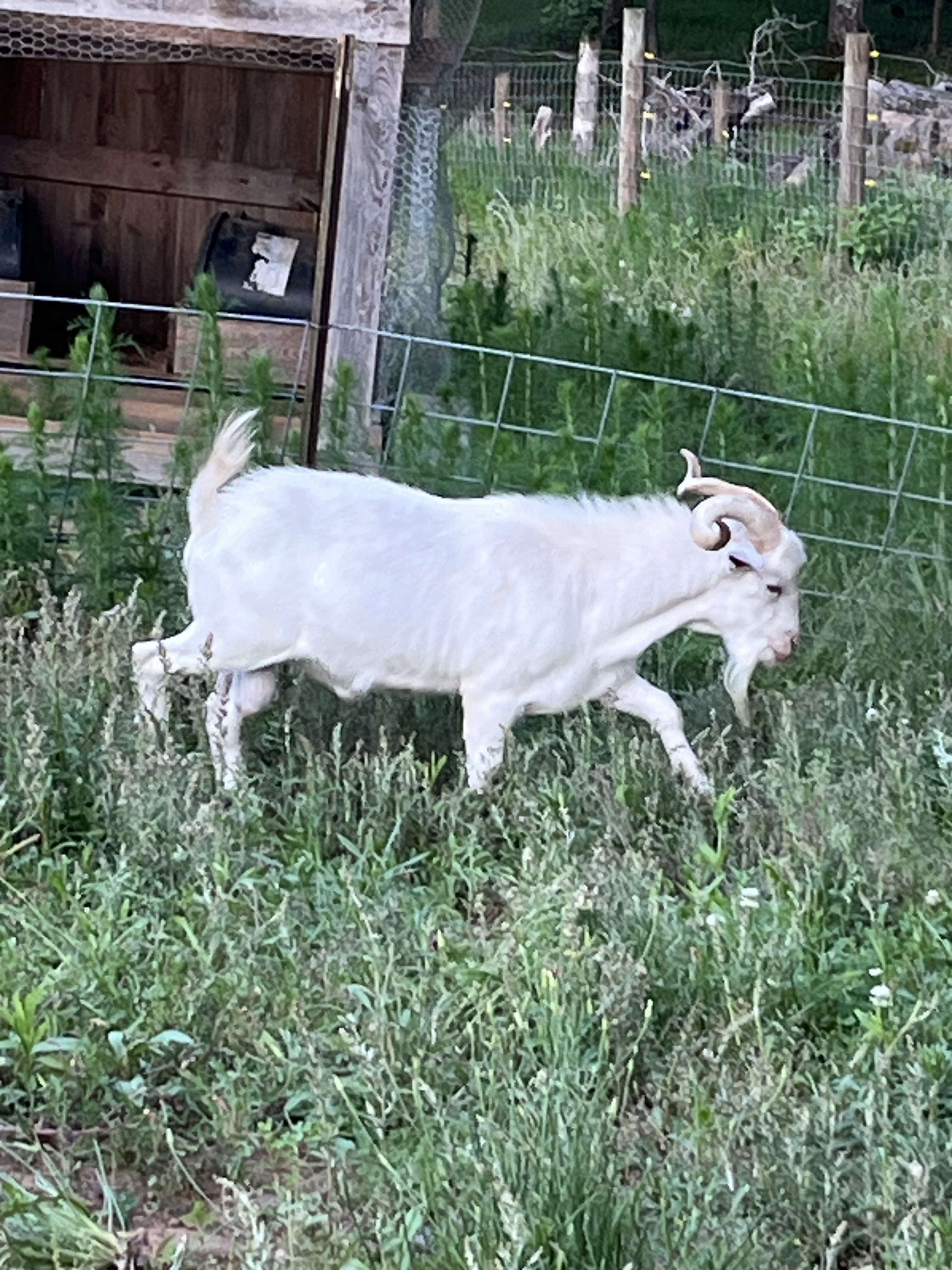 Sir Charles of the herd