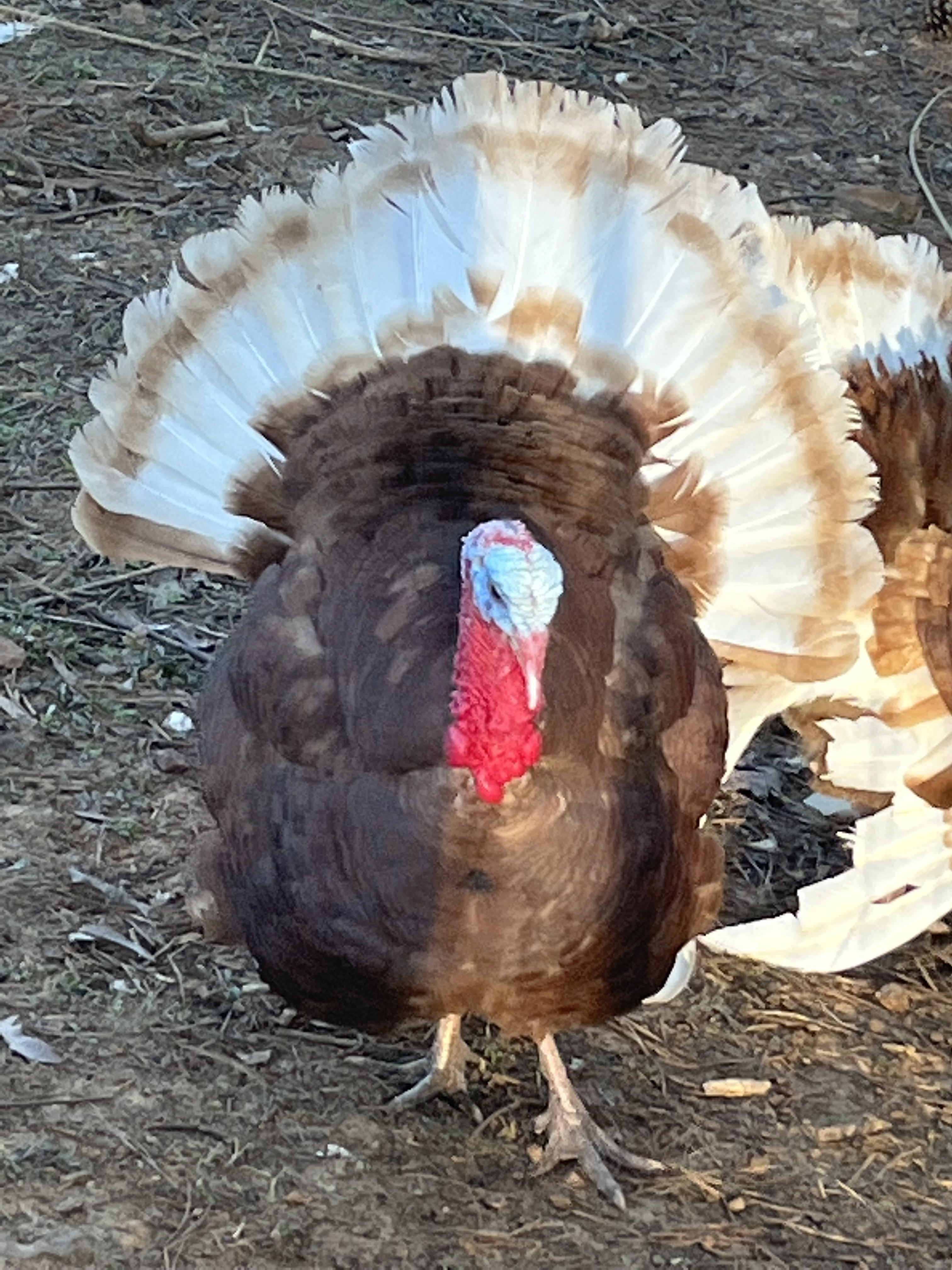 Heritage poultry on the farm
